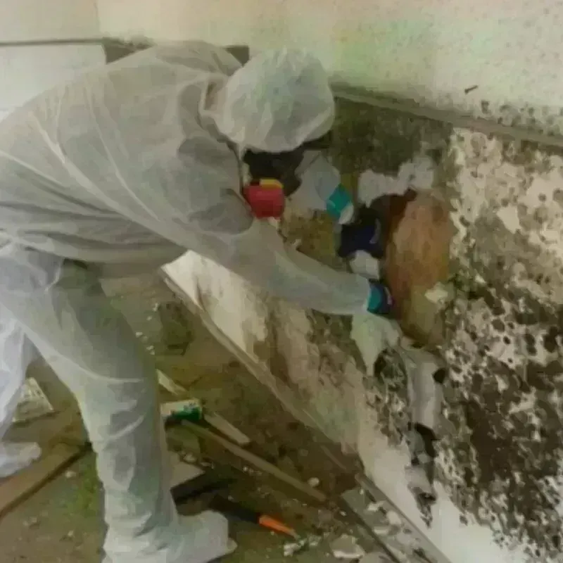 Mold Remediation and Removal in Gove County, KS